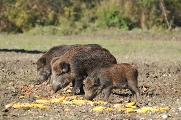 wild boar