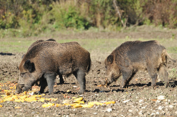 wild boar