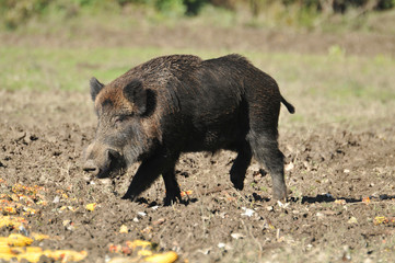 Fototapeta premium wild boar