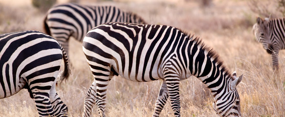 Fototapeta na wymiar Zebra w Tsavo w Kenii