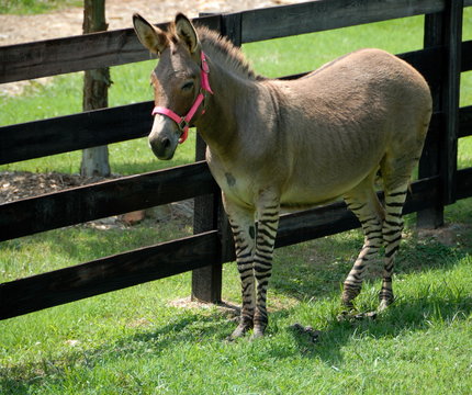 Zonkey name for Zebra and Donkey mix