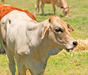 Obraz na płótnie Canvas cow grazing
