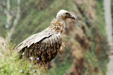 Hawk