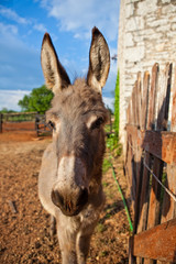 Donkey