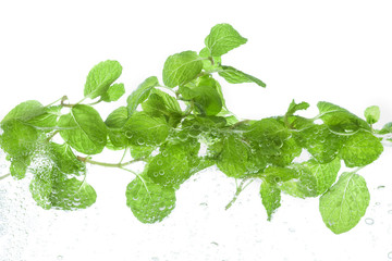 スペアミント © Tsuboya