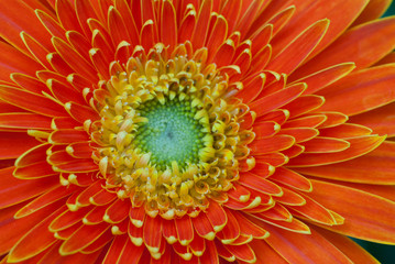 Orange Gerbera Close-up