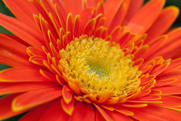 Orange Gerbera Close-up