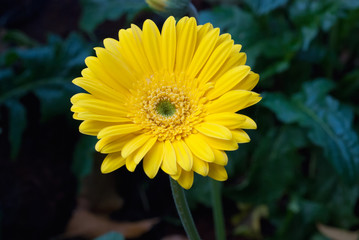 Yellow Gerbera Close-up