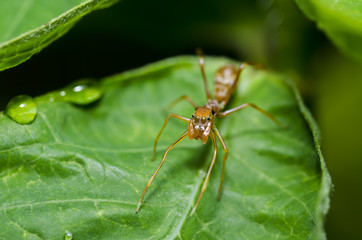 spider ant on green leaf