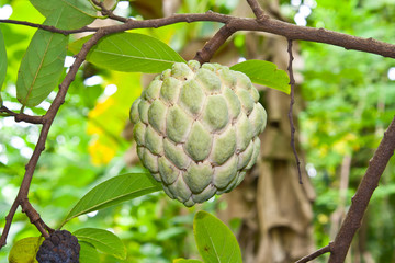 Custard apple on tree
