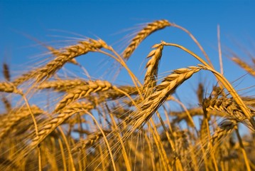 golden wheat ears on a blue sky background