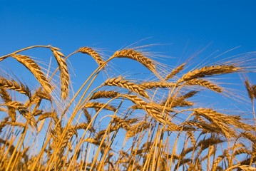 golden wheat ears on a morning sky background