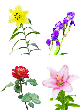 set of four different flowers