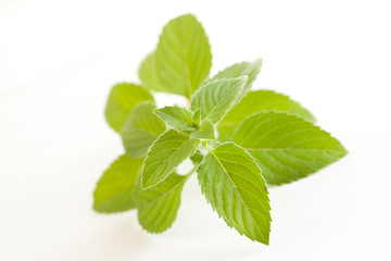 Mentha piperita