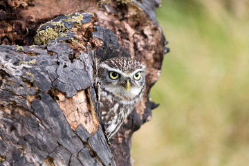 Obraz premium A Young Little Owl in its Natural Habitat