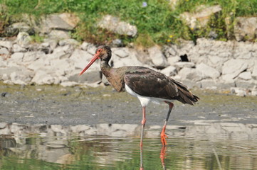 black stork hunts in a pond