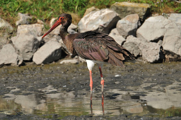 black stork hunts in a pond