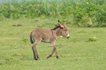 Naklejka na ściany i meble little donkey in the pasture