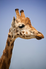 Giraffa head