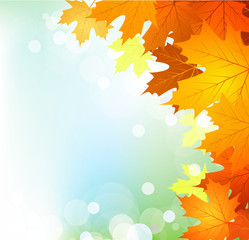 Obraz premium Vector autumn leaves on a bright sunny background