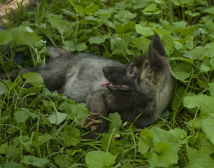 Canadian black wolf   child, wolf  cub