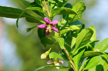Goji Bluete - goji berry flower 03