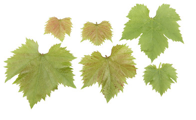 group of different sized grape leaves isolated on white