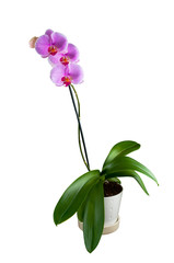 Phalaenopsis - Tropical Orchid against white Background