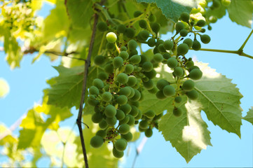 grapes italiana
