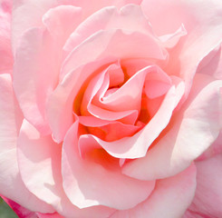 Fototapeta na wymiar Rose closeup