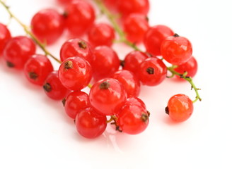 Isolated fruits - Red Currant