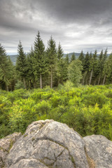 Obraz premium foret du mervan