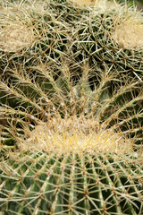 Naklejka na ściany i meble Kolczasty kaktus powierzchni