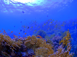 Naklejka na ściany i meble Coral Reef in the Red Sea - HDR Version