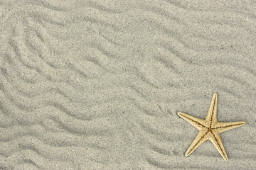 Fototapeta na wymiar starfish in the sand .
