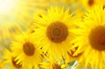 Obraz premium field of sunflowers.