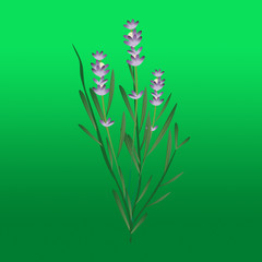 lavanda
