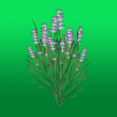 lavanda