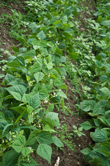 haricots verts