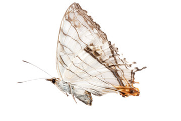 butterfly side view
