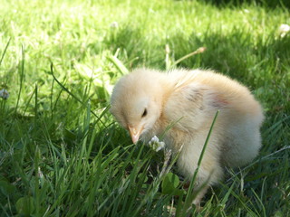 fresh living newborn cute chick from chicken