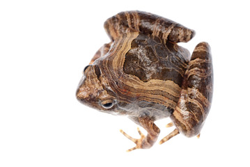 animal frog