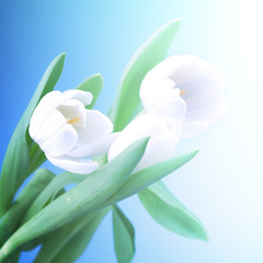 white tulip