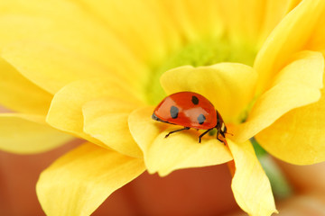 ladybug on yellow flower