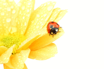 ladybug on yellow flower