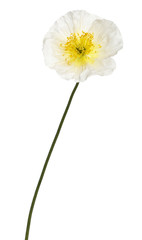 White Alpine poppy, Papaver alpinum