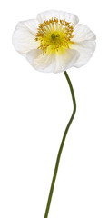 White Alpine poppy, Papaver alpinum
