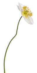 White Alpine poppy, Papaver alpinum