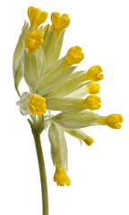 Close-up of  Yellow primrose flower, Primula veris