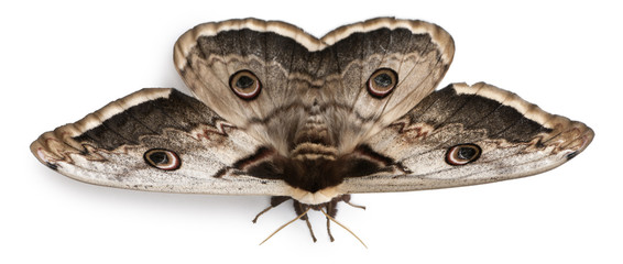 The largest European Moth, the Giant Peacock Moth, Saturnia pyri